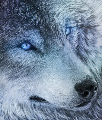 Цвет глаз волка (29 фото)
