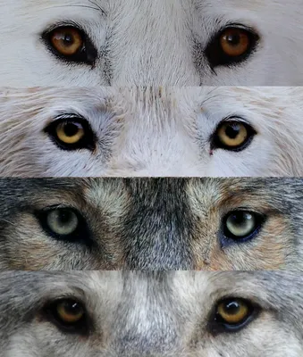 Взгляд волка - 43 фото
