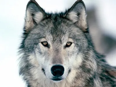 Обои Вид спереди волка, лицо, глаза, нос 2880x1800 HD Изображение