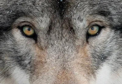 Глаза волка обои на рабочий стол