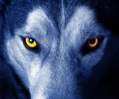 Глаза волка — Wolf eyes