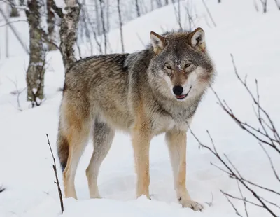 Красивые глаза серого волка Стоковое Изображение - изображение  насчитывающей серо, глаза: 154687329