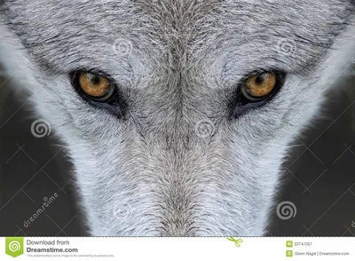 Глаза волка стоковое изображение. изображение насчитывающей природа -  33747057