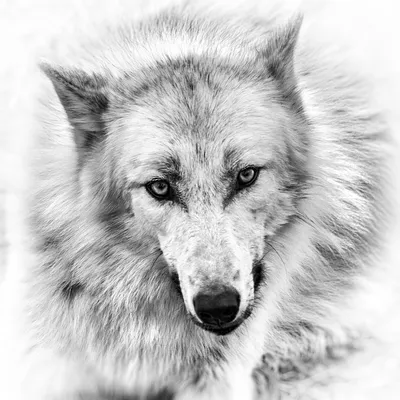 Фото Белый волк с красными глазами, by Art-of-Sekhmet