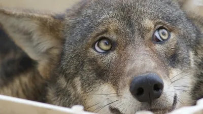 Волки используют глаза для общения друг с другом