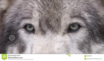 Глаза волка стоковое изображение. изображение насчитывающей ð²oð»ðº -  58952897