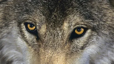 Wolf | Wolf HD wallpapers - A beautiful dog like animal | Ojos del lobo,  Fotos de lobo, Lobo gris
