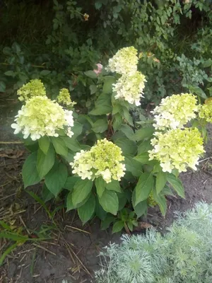 Гортензия метельчатая БОБО ( Hydrangea paniculata BOBO) P9 ›  Інтернет-магазин Розплідник рослин Довжанський \"Рослини з України\"