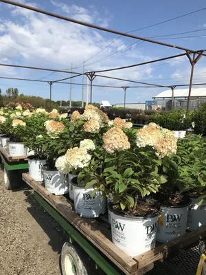 Гортензия метельчатая Бобо Hydrangea paniculate Bobo - купить декоративные  и хвойные растения с доставкой по Украине в магазине Добродар
