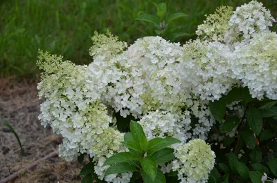 Гортензия метельчатая Бобо Hydrangea paniculate Bobo - купить декоративные  и хвойные растения с доставкой по Украине в магазине Добродар