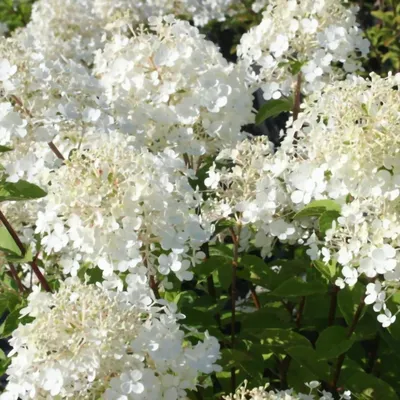 Гортензия метельчатая \"Бобо\" (Hydrangea paniculata \"Bobo\") - Питомник и  Садовый центр Русские Деревья