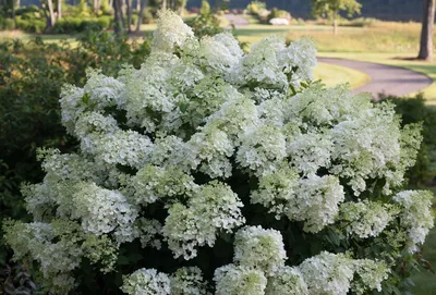 Кустарники: Гортензия метельчатая Бобо \"Hydrangea paniculata Bobo\"