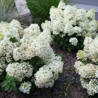 Гортензия метельчатая \"Бобо\" (Hydrangea paniculata \"Bobo\") - Питомник и  Садовый центр Русские Деревья