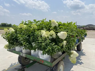 Гортензия метельчатая Бобо Hydrangea paniculate Bobo - купить декоративные  и хвойные растения с доставкой по Украине в магазине Добродар