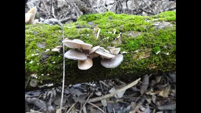 Вешенка в марте. Сбор грибов в лесу. - YouTube