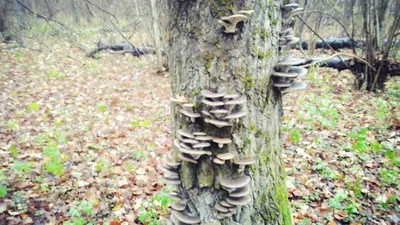 Вешенки: как растут в лесу, когда собирать, как резать - Новости сегодня