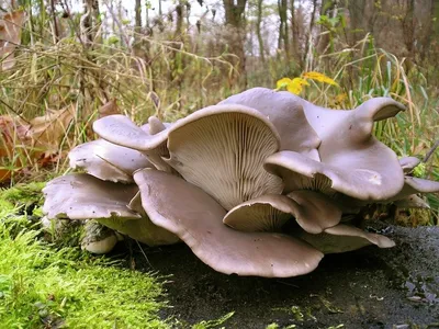 Вешенки грибы съедобные - 41 фото
