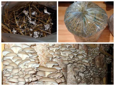 Как можно в домашних условиях вырастить степной белый гриб – пошаговая  инструкция