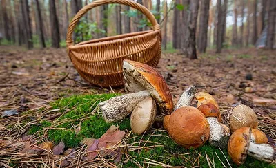 Grzybobranie. Рассказываем, что нужно знать о сборе грибов в Польше — MOST  Media
