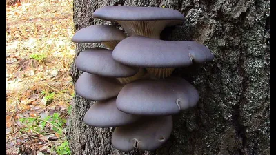 Грибы вёшенки в лесу || Autumn Mushrooms (Pleurotus ostreatus) - YouTube