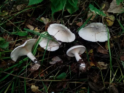 Червивые грибы в берёзовом лесу / Съедобные грибы, ягоды, травы