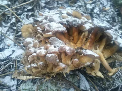 Глава районной администрации в Карелии нашел в лесу странные грибы |  СТОЛИЦА на Онего