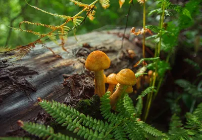 Какие растут грибы на деревьях: названия и фото