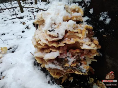 Зимние грибы