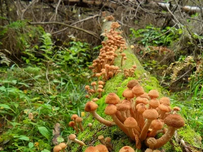 Разнообразие грибов в лесу