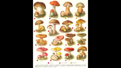 Виды съедобных грибов — как не запутаться в лесу