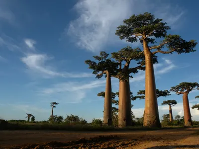 Баобаб – дерево и древесина – Adansonia digitata