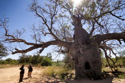 Где в Африке можно увидеть баобабы — Best of Africa