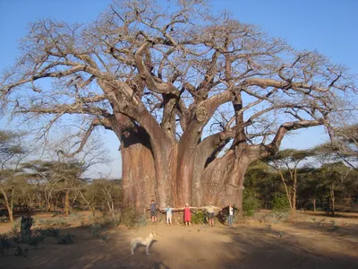 Где в Африке можно увидеть баобабы — Best of Africa