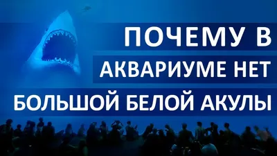 Почему в Аквариумах Нет Большой Белой Акулы - YouTube