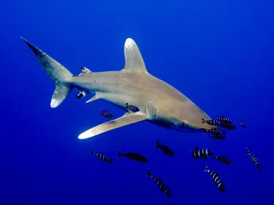 Длиннокрылая океаническая акула (лат. Carcharhinus longimanus) – Интересные  животные