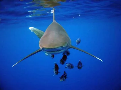 Длиннокрылая океаническая акула (лат. Carcharhinus longimanus) – Интересные  животные