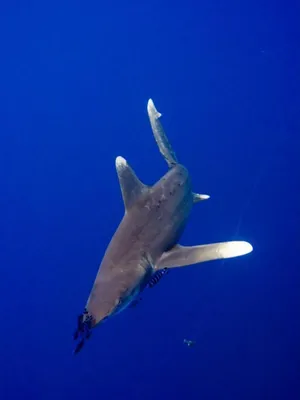 Длиннокрылая океаническая акула (лат. Carcharhinus longimanus) – Интересные  животные