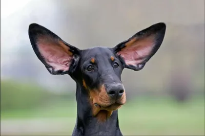 ne/ - Купировать уши и хвост собаке? Или не стоит?