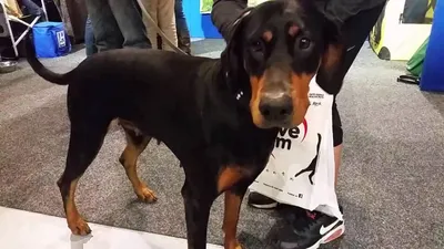 Доберман с некупированными ушами и хвостом: фото собак, мнение ветеринара,  плюсы и минусы хирургического вмешательства