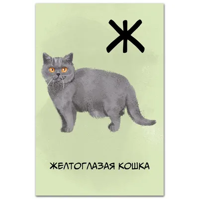 Британская кошка шиншилла - описание окрасов котов, характер породы, фото  котёнка