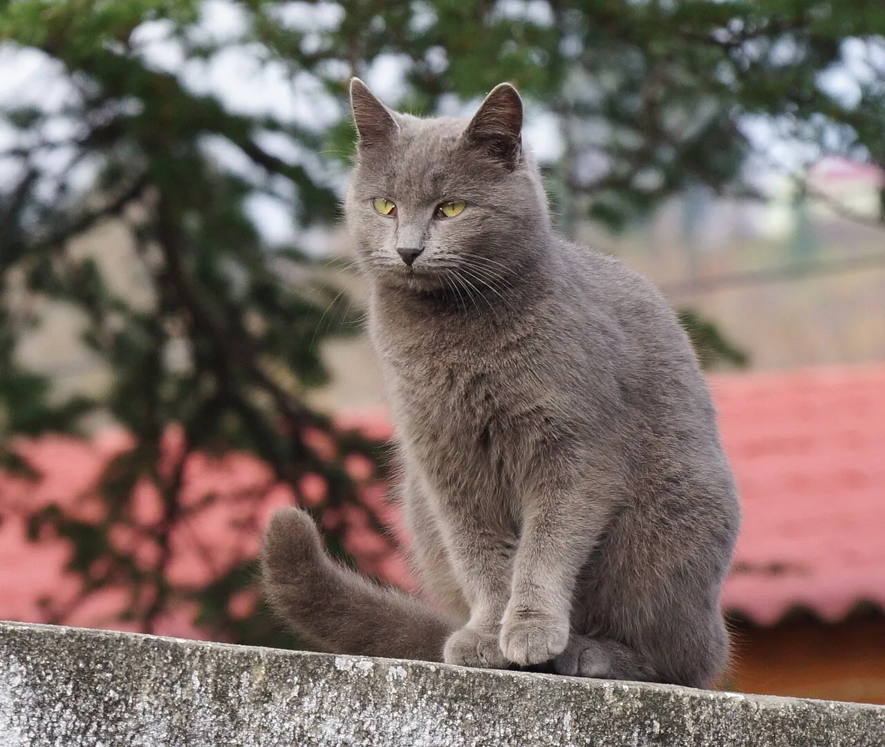 Дымчатая кошка. Ярославская дымчатая кошка. Сибирская кошка дымчатая. Австралийская дымчатая кошка. Дымчатая кошка порода.