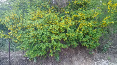 Акация желтая, карагана древовидная (около 200 семян)