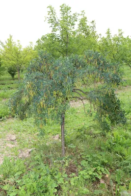 Палочки-столбики с корой из ирги, караганы (желтой акации) и калины –  купить на Ярмарке Мастеров – NTLZURU | Природные материалы, Москва