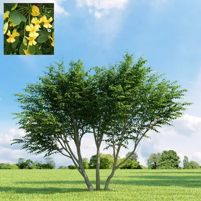 Купить Акация желтая Caragana arborescens - в питомнике Флорини