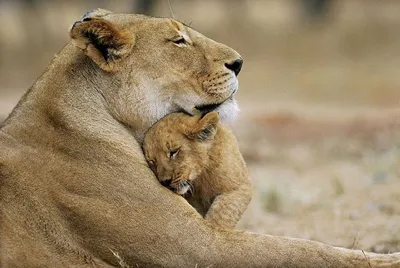 Животные мама и детеныш - 55 фото