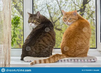 две жирные кошки сидят на окне Стоковое Изображение - изображение  насчитывающей зеленый, любимчики: 217924599