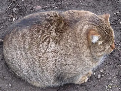 Очень жирные коты - 43 фото