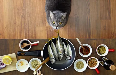 Купить Monge Sensitive корм для кошек, 10 кг - Интернет зоомагазин  MyPet-Online.ru