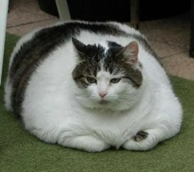 5 самых толстых пород кошек | ЗверЮга - мир животных | Дзен