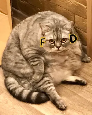 Как выглядит самая толстая кошка в мире Лизня - хозяевам пожелали смерти  из-за ожирения животного